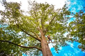 Best Tree Risk Assessment  in Walnut, CA