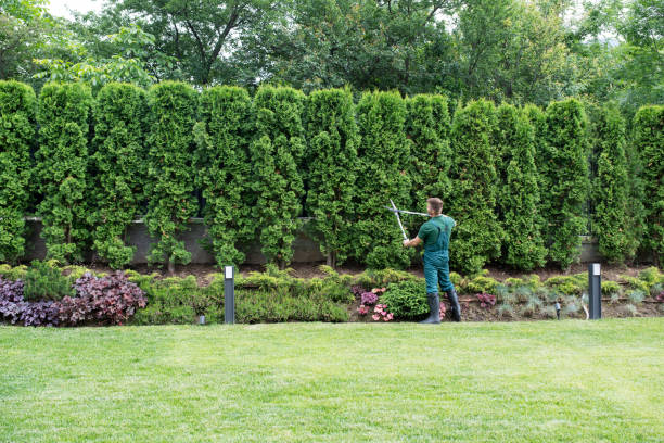 Best Root Management and Removal  in Walnut, CA