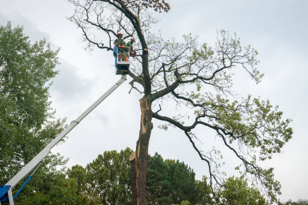 Best Tree Mulching  in Walnut, CA