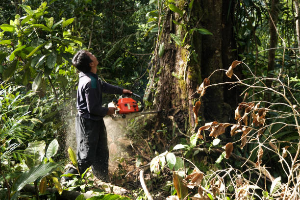 Best Tree Maintenance Programs  in Walnut, CA
