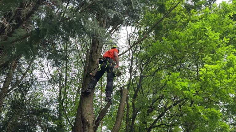 How Our Tree Care Process Works  in  Walnut, CA