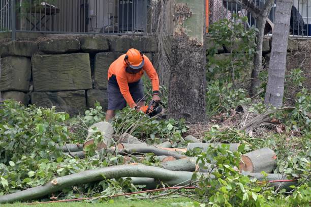 Professional Tree Services in Walnut, CA