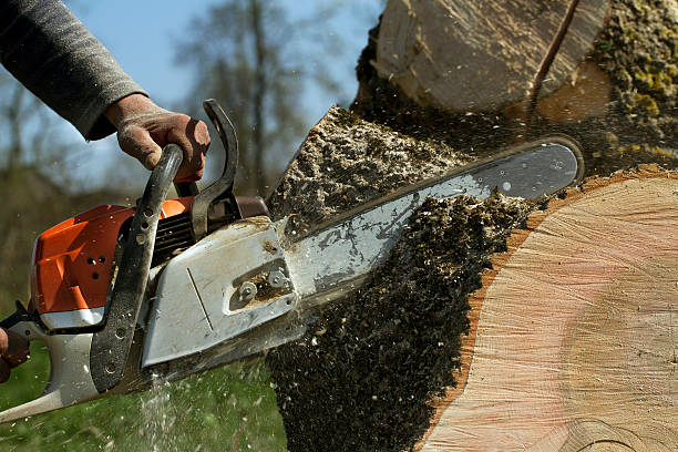 Best Tree Removal  in Walnut, CA