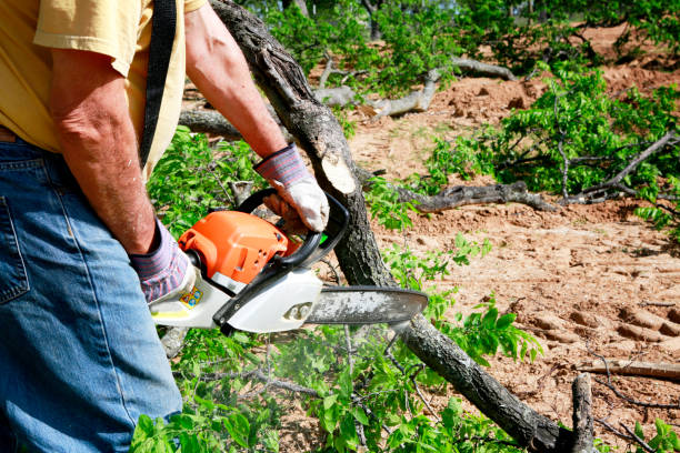 Best Commercial Tree Services  in Walnut, CA